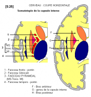 Capsule interne; capsule, internal; capsules, internal; internal capsules