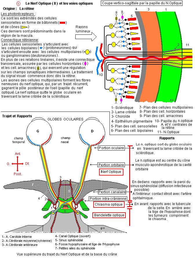 Nerf Optique Et Voies Optiques 1 2