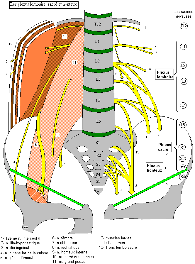 Plexus Lombaire Sacr Et Honteux Plexus Lombaire Sacr Et Honteux