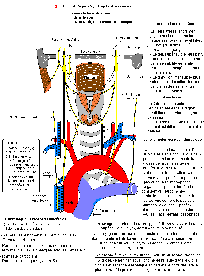 Nerf vague : définition, schéma du nerf pneumogastrique