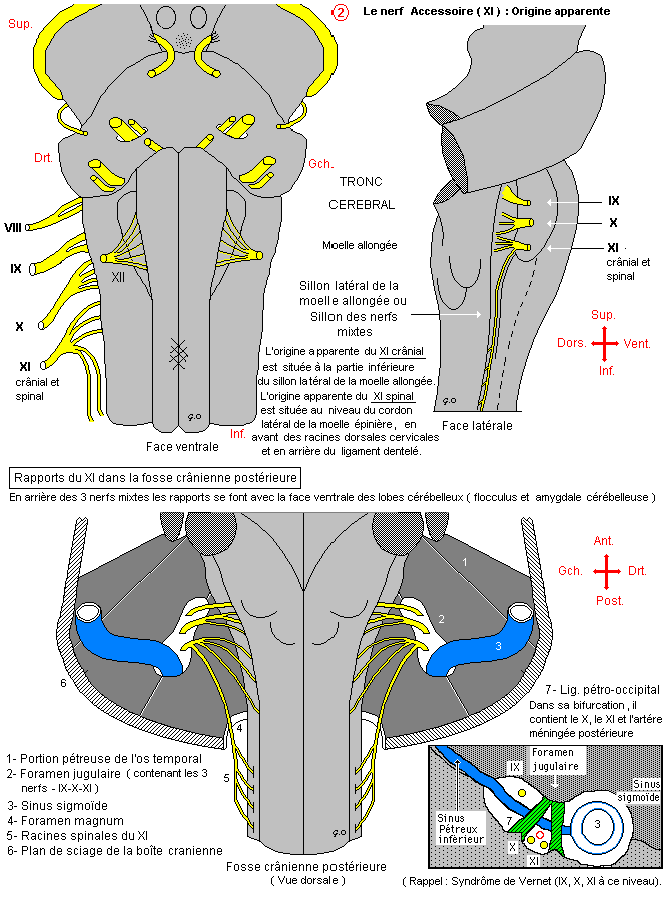 Nerf accessoire ou spinal (XI)