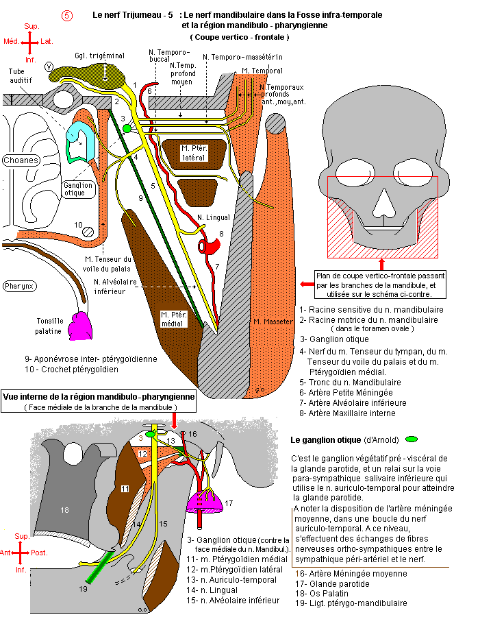 Le ganglion trigéminal et la racine sensitive