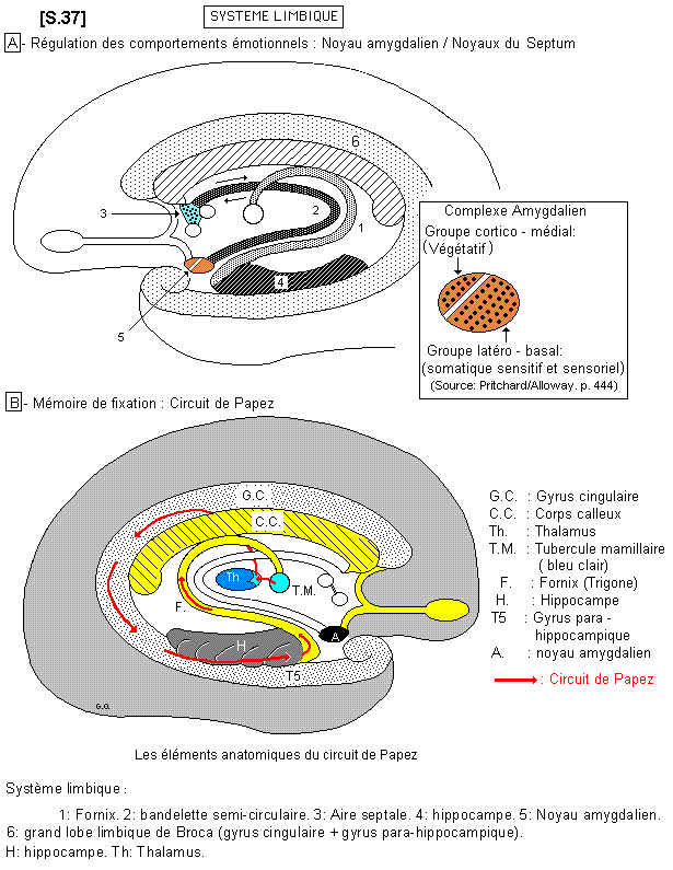 Cingulum / Cortex para-hippocampique / cortex orbito-frontal  _S.37_Lobe_limbique