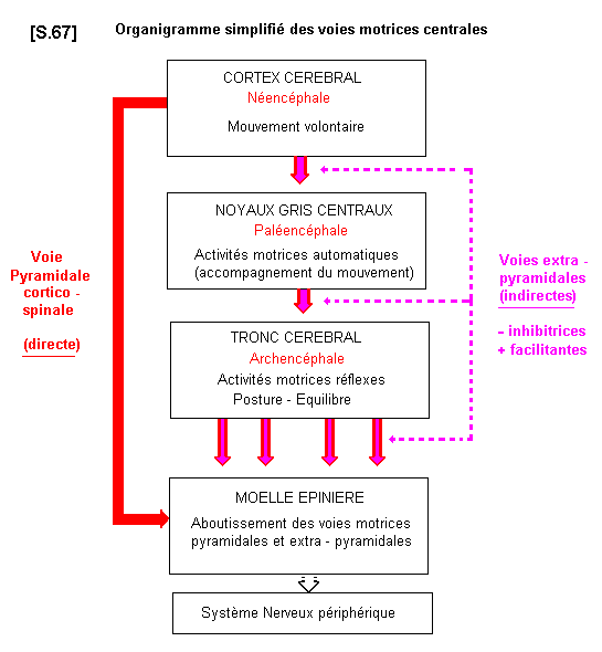 Schéma voie extrapyramidale