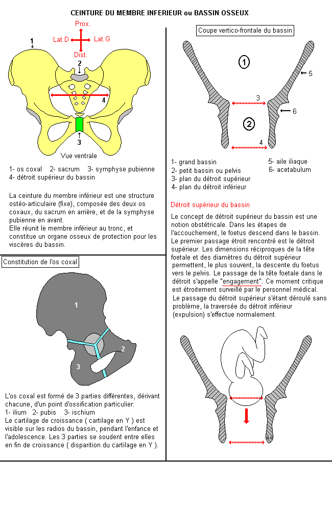 Ceinture du membre inférieur ou bassin osseux