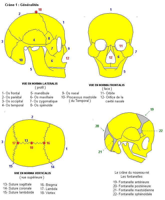 Crâne : généralités