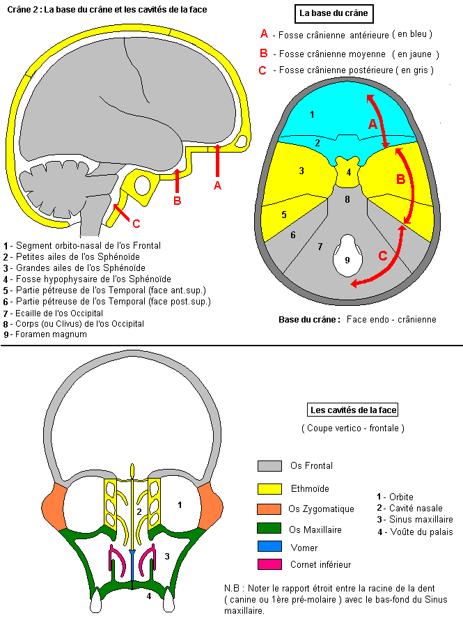 Crâne : Base du crâne et cavités de la face