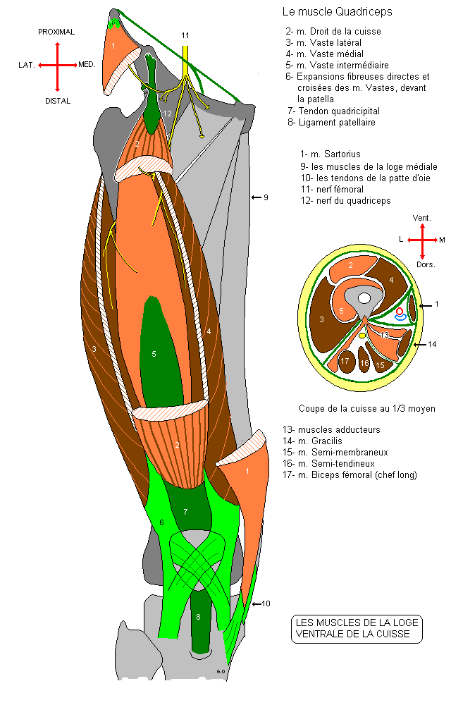 Anatomie Des Muscles Ant rieurs De La Cuisse
