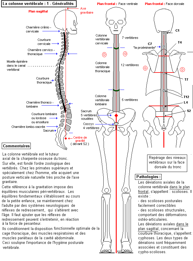 La colonne vertébrale : généralités