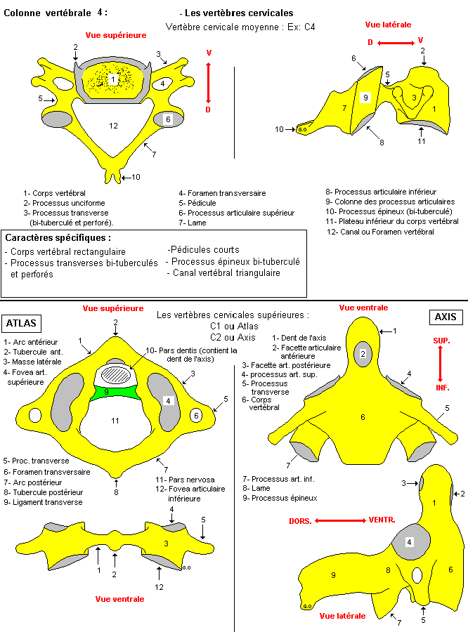 Atlas, axis et vertèbre cervicale