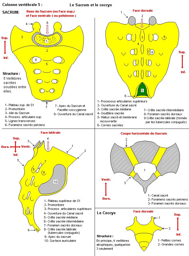 Sacrum et coccyx