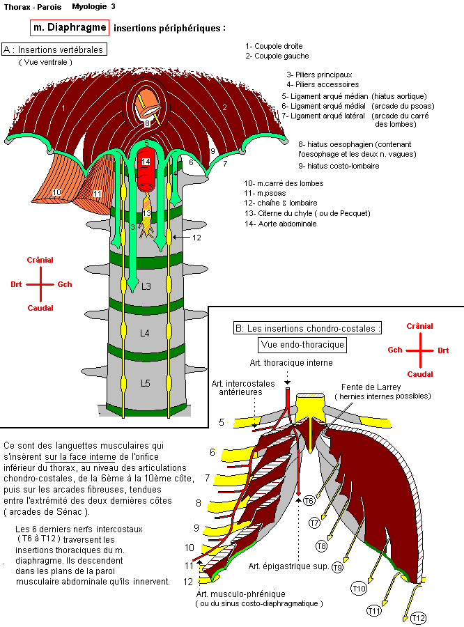 Insertions du diaphragme