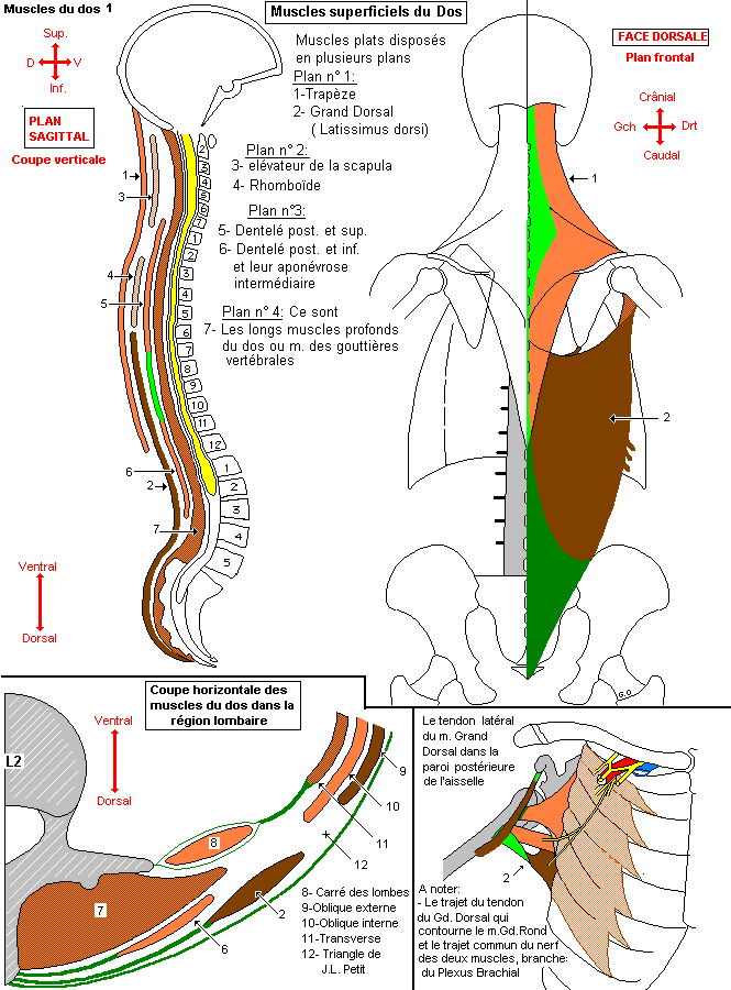 Muscles superficiels du dos