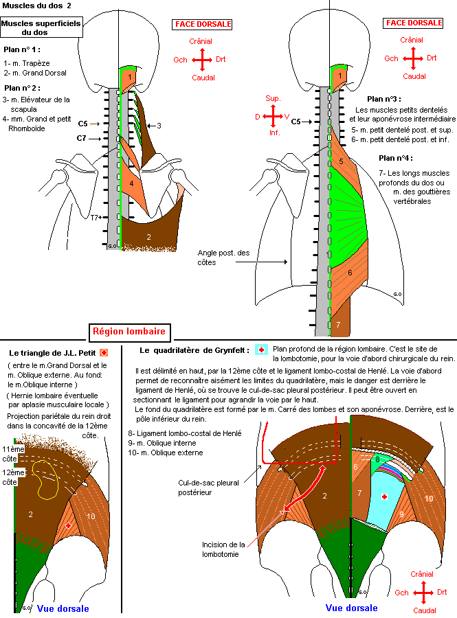 Muscles superficiels du dos et région lombaire