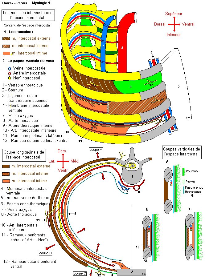 Les muscles intercostaux et l'espace intercostal