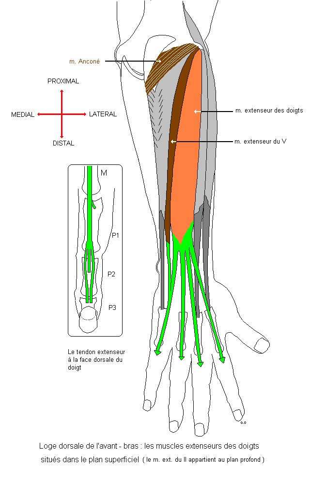 Loges dorsale et latérale de l'avant-bras / Anthropotomia