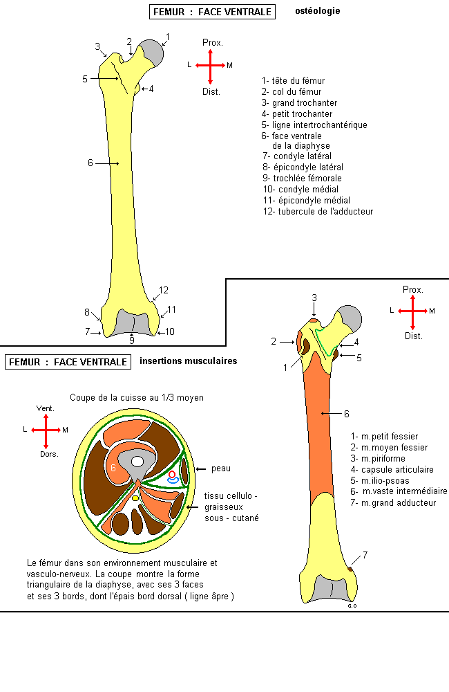 Fémur : face antérieure