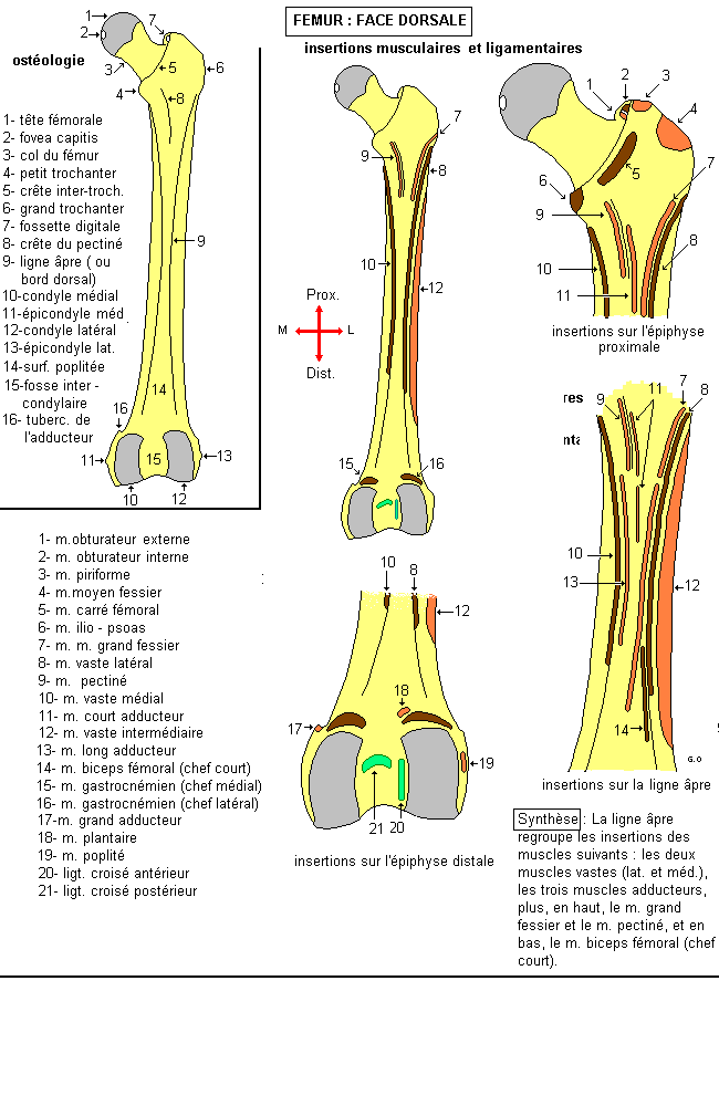 Fémur : face postérieure