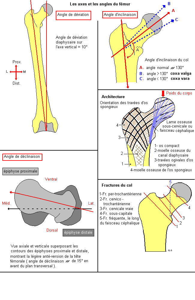 Fémur : divers