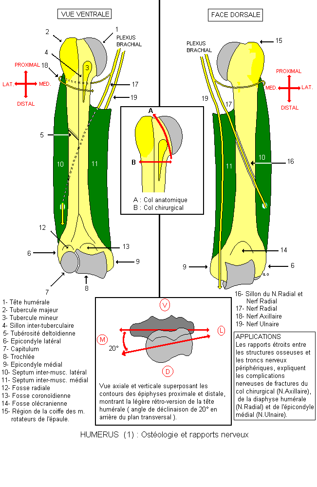 Humérus : ostéologie et rapports