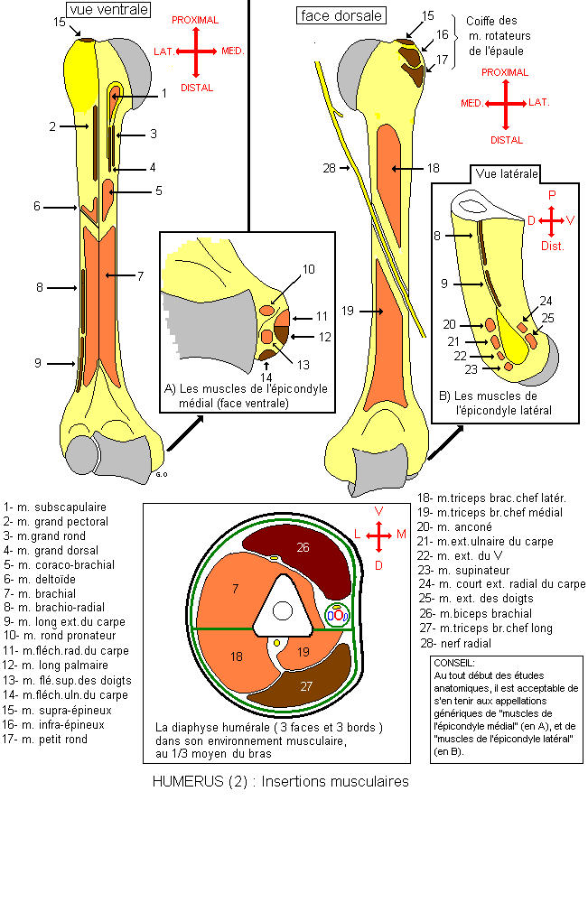 Humérus : insertions musculaires