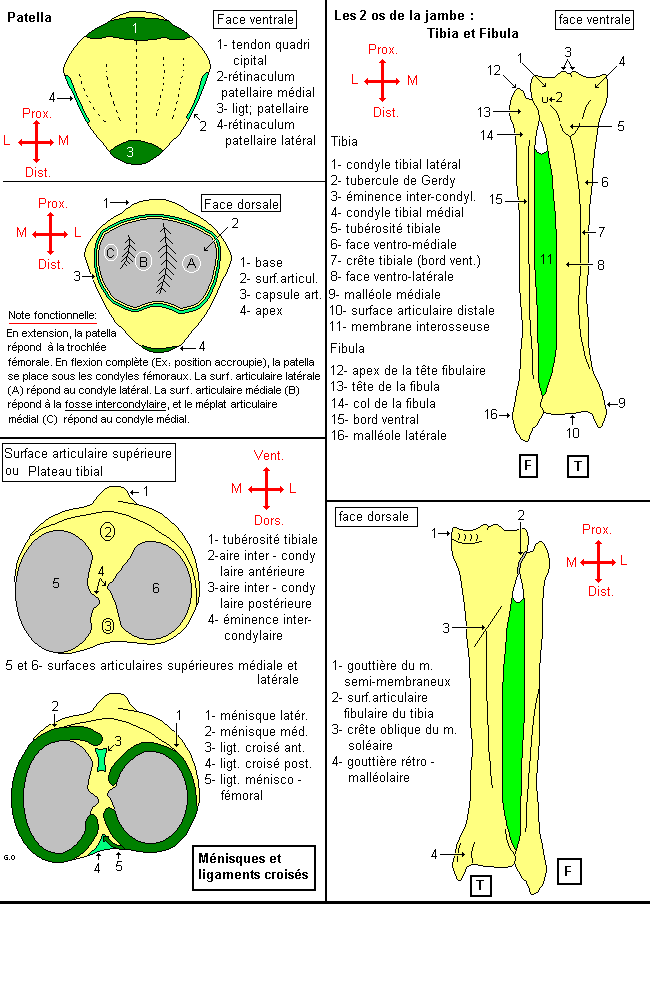 Patella, Tibia et Fibula