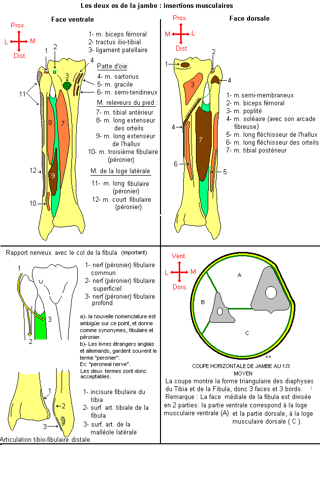 Tibia et Fibula : divers