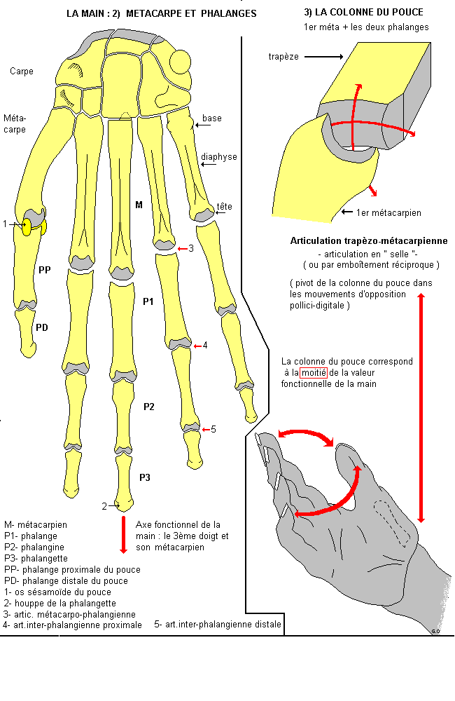 Main : métacarpe, phalanges et colonne du pouce