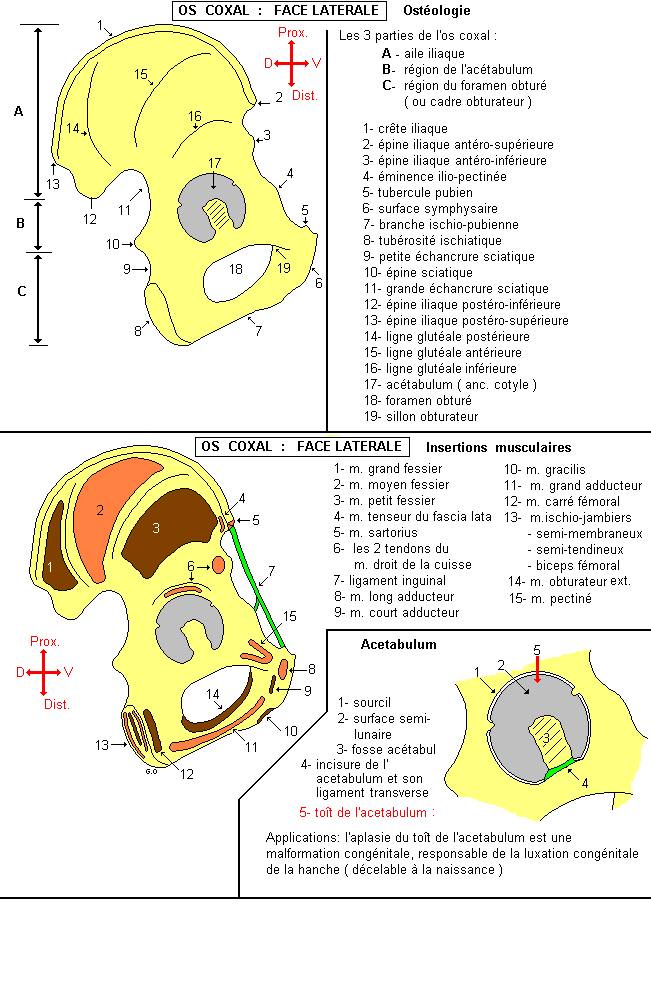 Os coxal : face latérale