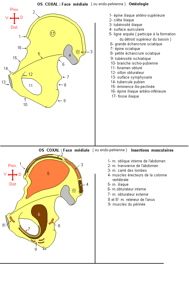 Os coxal : face médiale