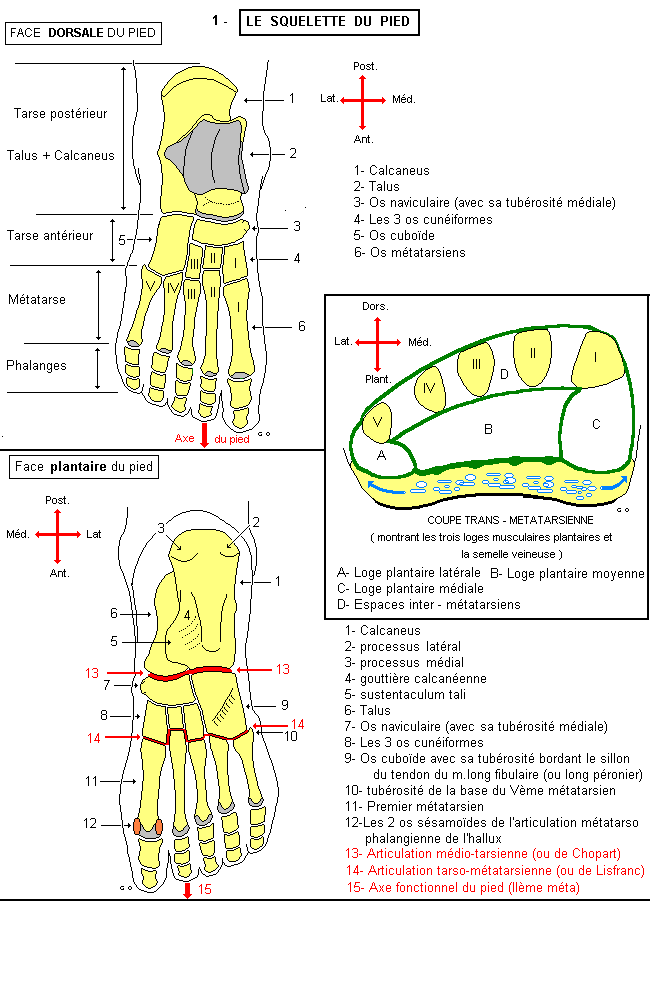 Squelette du pied