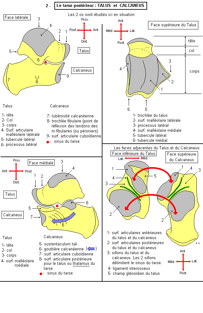 Tarse postérieur : talus et calcaneus