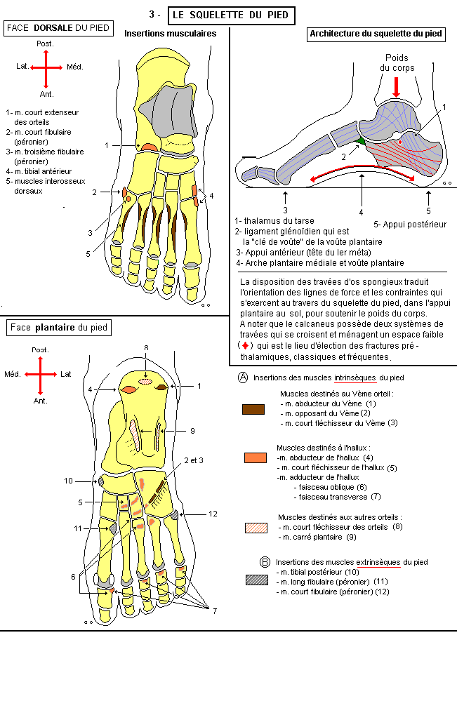 Squelette du pied 2