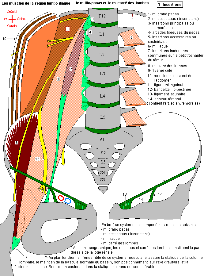 Ilio-psoas et carré des lombes : insertions