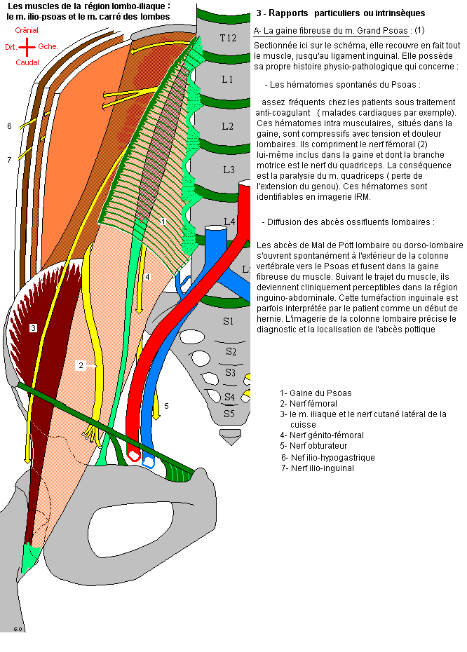 Ilio-psoas et carré des lombes : rapports particuliers ou intrinsèques (1)