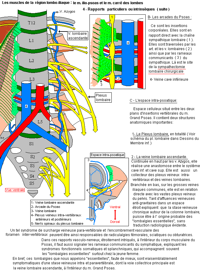 Ilio-psoas et carré des lombes : rapports particuliers ou intrinsèques (2)