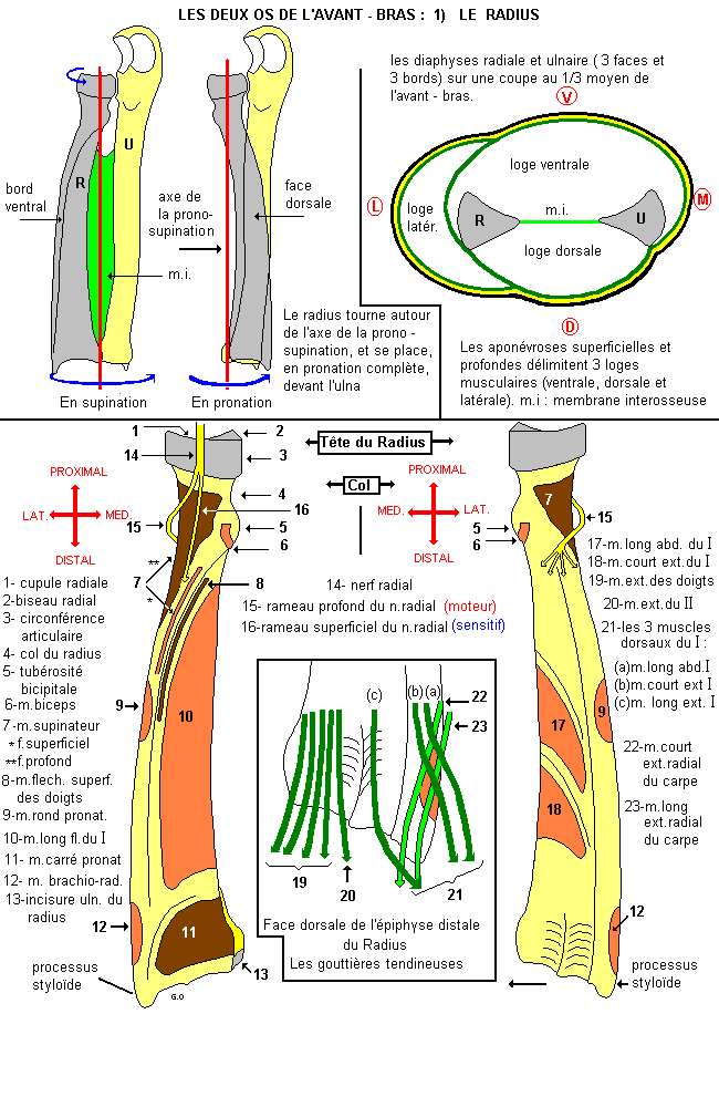 Radius