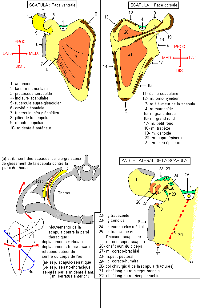 Scapula