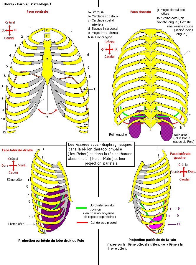 Thorax 1