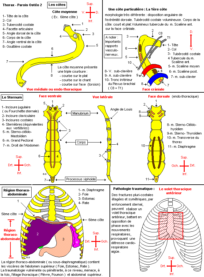 Sternum