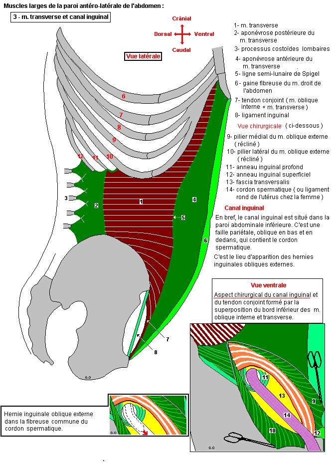 Muscle transverse et canal inguinal