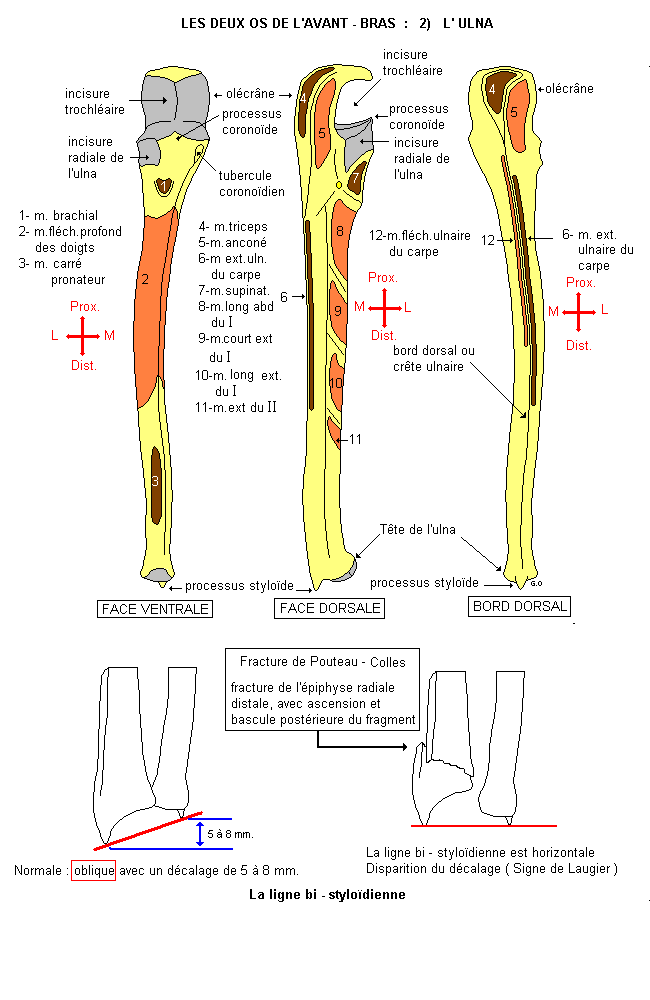 Ligne bi-styloïdienne et fracture de Pouteau Colles